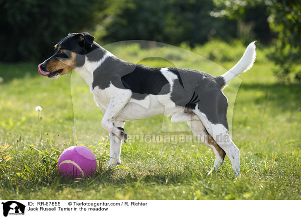 Jack Russell Terrier im Grnen / Jack Russell Terrier in the meadow / RR-67855