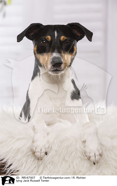 liegender Jack Russell Terrier / lying Jack Russell Terrier / RR-67907