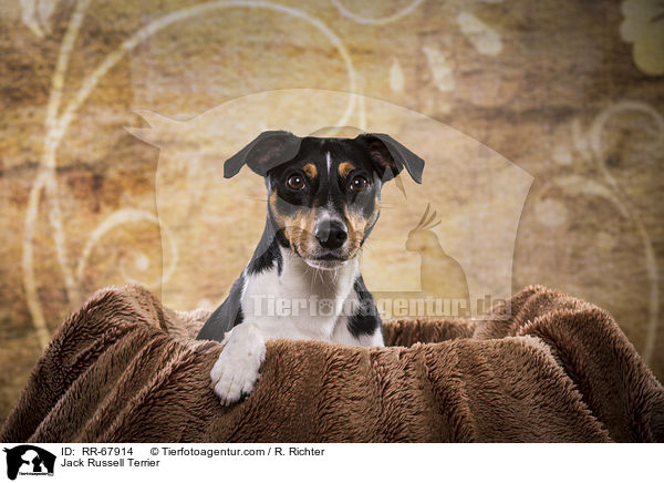 Jack Russell Terrier / Jack Russell Terrier / RR-67914