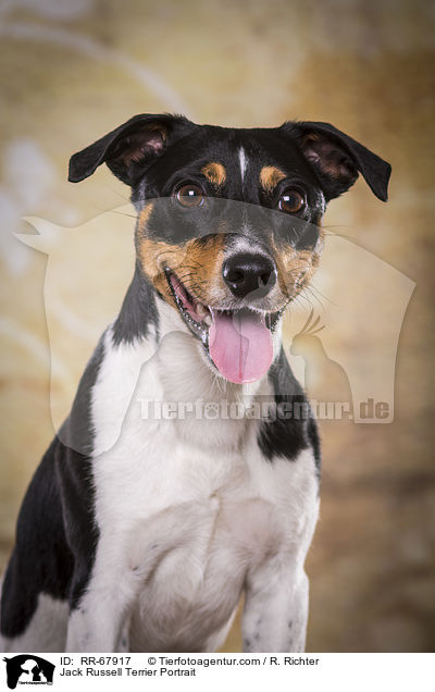 Jack Russell Terrier Portrait / Jack Russell Terrier Portrait / RR-67917