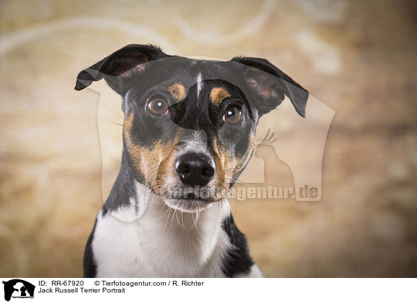 Jack Russell Terrier Portrait / Jack Russell Terrier Portrait / RR-67920