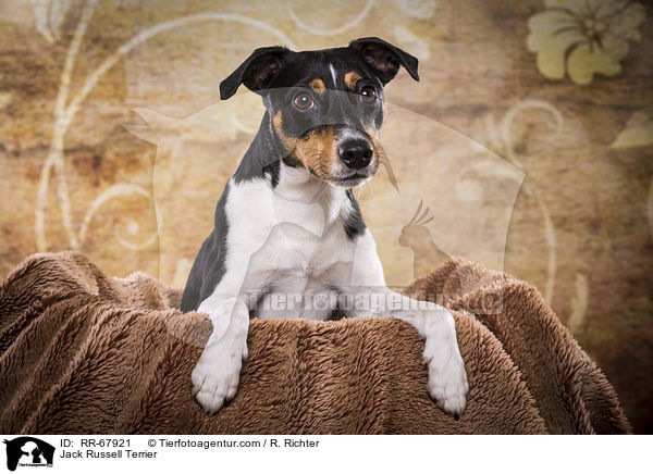 Jack Russell Terrier / Jack Russell Terrier / RR-67921