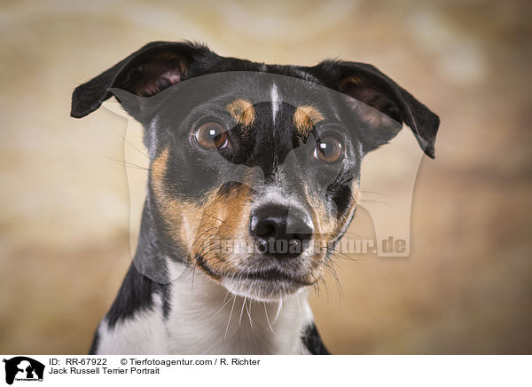 Jack Russell Terrier Portrait / Jack Russell Terrier Portrait / RR-67922