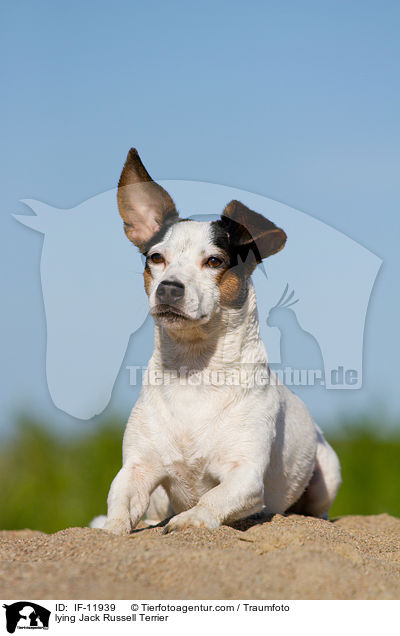 lying Jack Russell Terrier / IF-11939