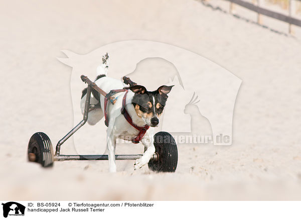 behinderter Jack Russell Terrier / handicapped Jack Russell Terrier / BS-05924