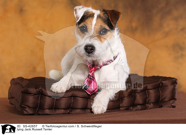 liegender Parson Russell Terrier / lying Parson Russell Terrier / SS-42657