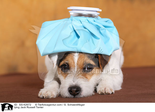 liegender Parson Russell Terrier / lying Parson Russell Terrier / SS-42672