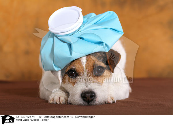 liegender Parson Russell Terrier / lying Parson Russell Terrier / SS-42674
