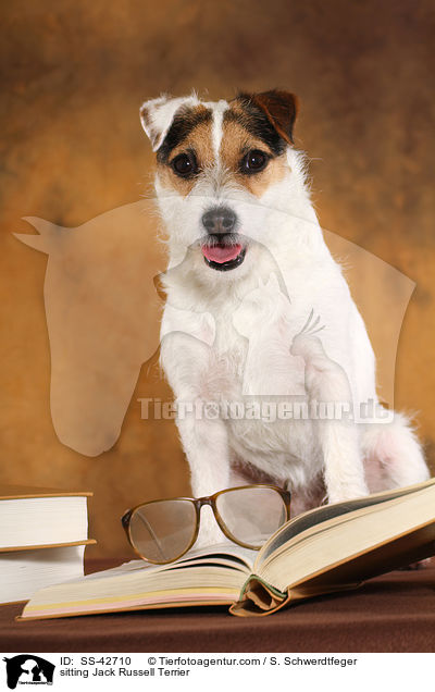 sitzender Parson Russell Terrier / sitting Parson Russell Terrier / SS-42710