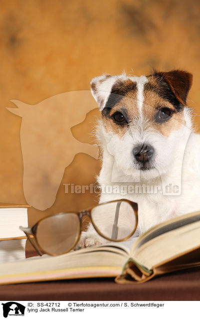 liegender Parson Russell Terrier / lying Parson Russell Terrier / SS-42712