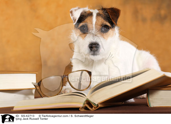 liegender Parson Russell Terrier / lying Parson Russell Terrier / SS-42713