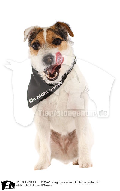 sitzender Parson Russell Terrier / sitting Parson Russell Terrier / SS-42731