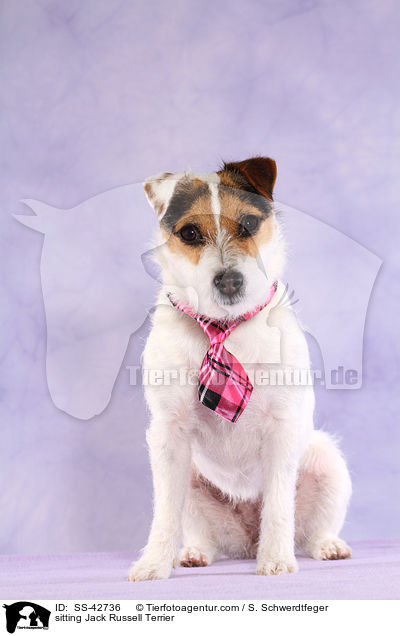 sitting Jack Russell Terrier / SS-42736