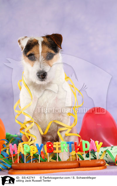 sitzender Parson Russell Terrier / sitting Parson Russell Terrier / SS-42741