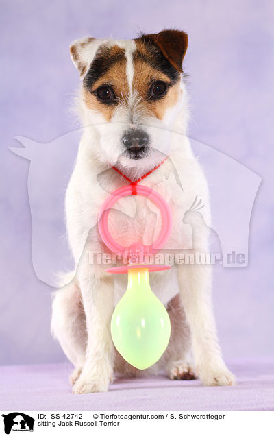 sitzender Parson Russell Terrier / sitting Parson Russell Terrier / SS-42742