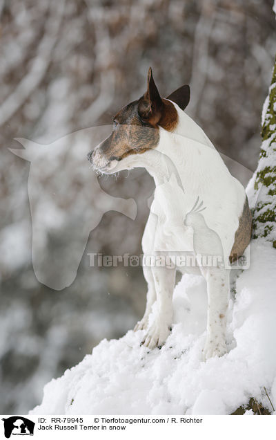 Jack Russell Terrier im Winter / Jack Russell Terrier in snow / RR-79945