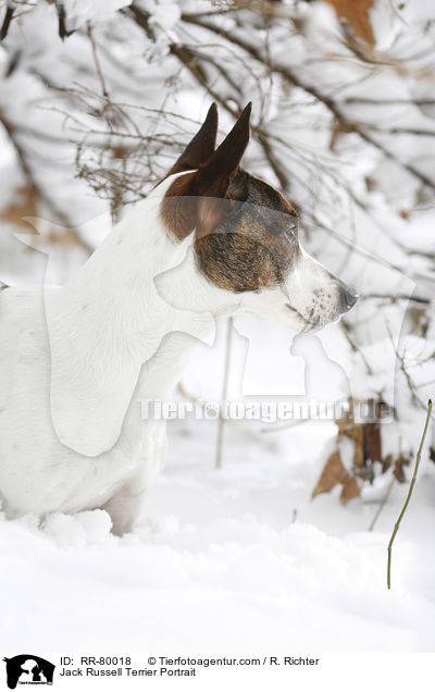 Jack Russell Terrier Portrait / Jack Russell Terrier Portrait / RR-80018