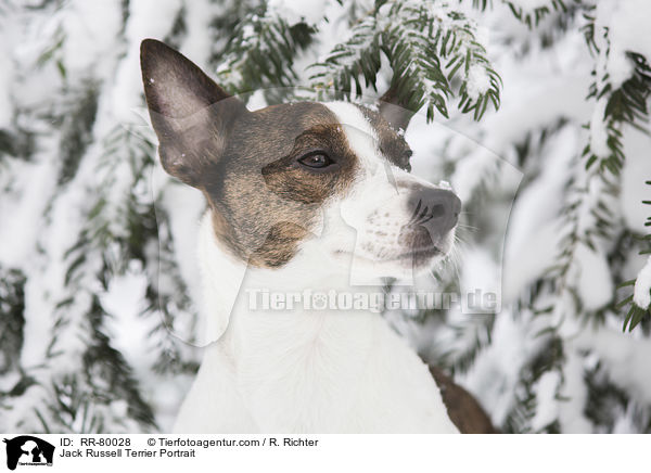 Jack Russell Terrier Portrait / RR-80028