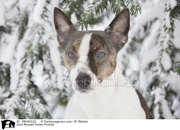 Jack Russell Terrier Portrait / RR-80032