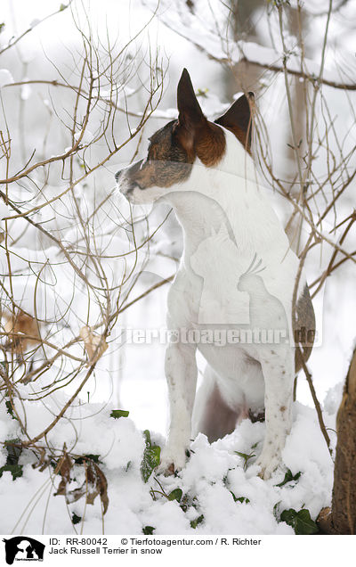 Jack Russell Terrier in snow / RR-80042