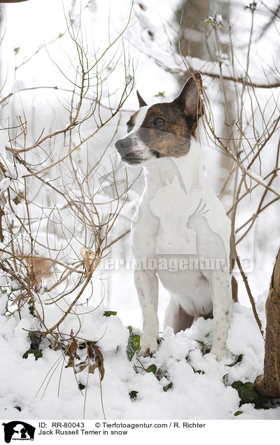 Jack Russell Terrier im Winter / Jack Russell Terrier in snow / RR-80043