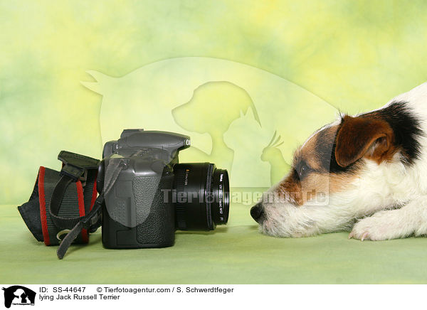 liegender Parson Russell Terrier / lying Parson Russell Terrier / SS-44647