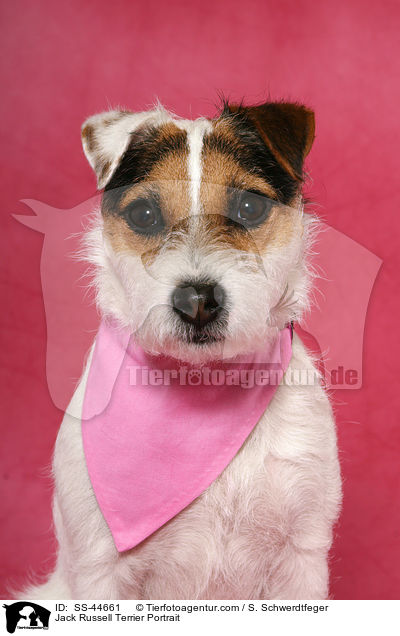 Parson Russell Terrier Portrait / Parson Russell Terrier Portrait / SS-44661