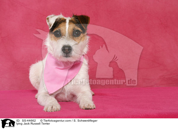 liegender Parson Russell Terrier / lying Parson Russell Terrier / SS-44662