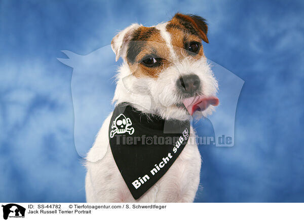 Parson Russell Terrier Portrait / Parson Russell Terrier Portrait / SS-44782