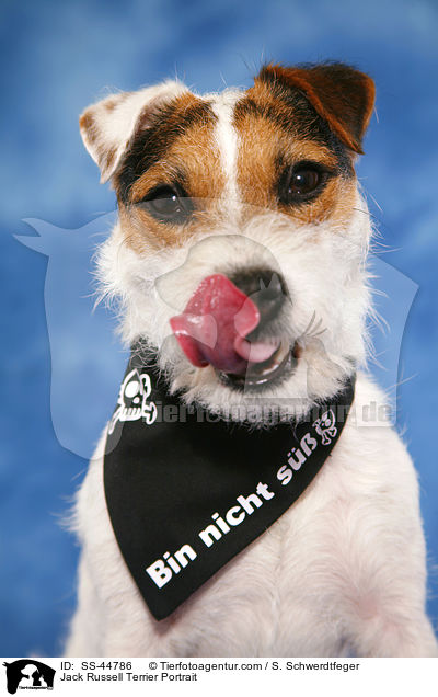 Parson Russell Terrier Portrait / Parson Russell Terrier Portrait / SS-44786