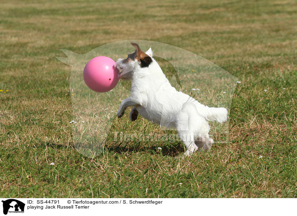 spielender Parson Russell Terrier / playing Parson Russell Terrier / SS-44791