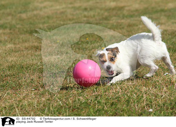 spielender Parson Russell Terrier / playing Parson Russell Terrier / SS-44792