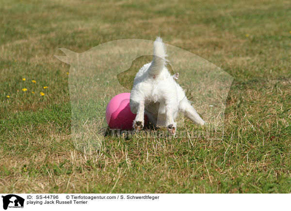 spielender Parson Russell Terrier / playing Parson Russell Terrier / SS-44796