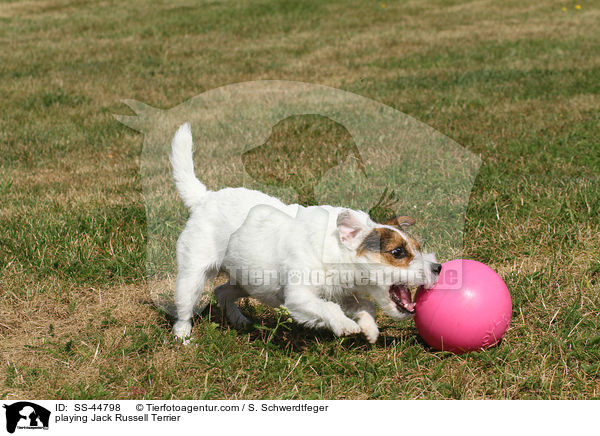 spielender Parson Russell Terrier / playing Parson Russell Terrier / SS-44798