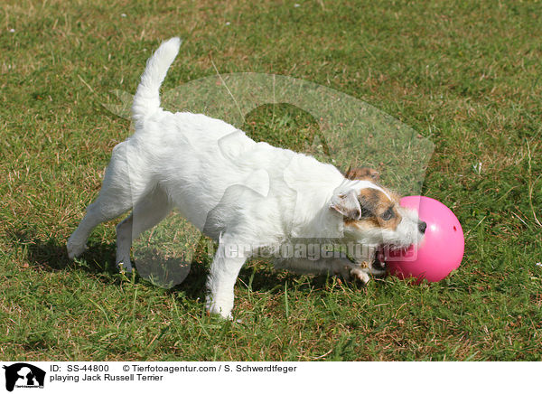 spielender Parson Russell Terrier / playing Parson Russell Terrier / SS-44800