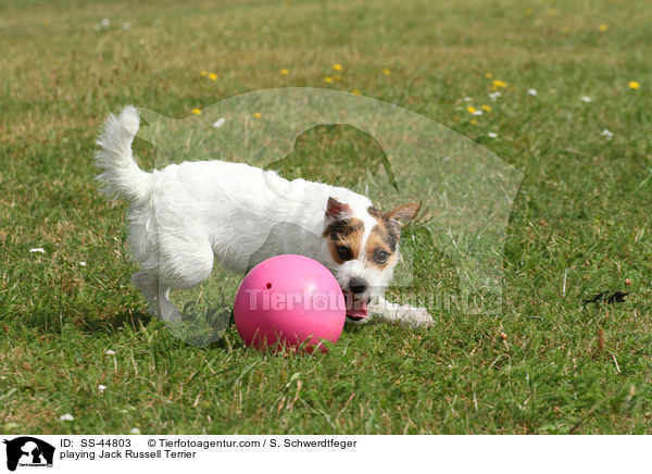 spielender Parson Russell Terrier / playing Parson Russell Terrier / SS-44803