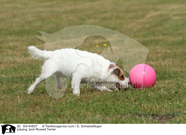 spielender Parson Russell Terrier / playing Parson Russell Terrier / SS-44807