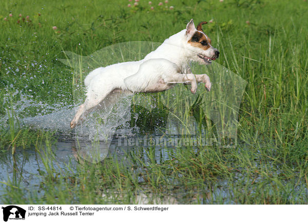 jumping Jack Russell Terrier / SS-44814