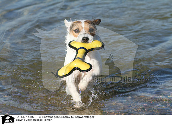 playing Jack Russell Terrier / SS-46307