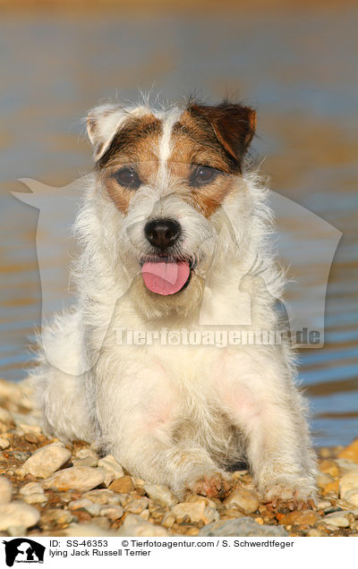 lying Jack Russell Terrier / SS-46353