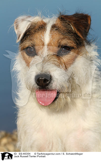 Jack Russell Terrier Portrait / SS-46354