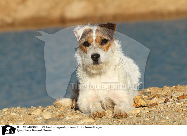 lying Jack Russell Terrier / SS-46360