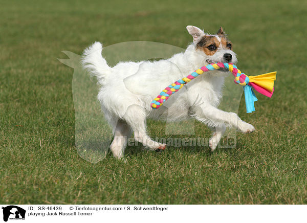 spielender Parson Russell Terrier / playing Parson Russell Terrier / SS-46439