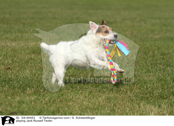 playing Jack Russell Terrier / SS-46463