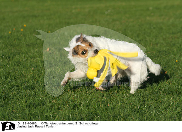 spielender Parson Russell Terrier / playing Parson Russell Terrier / SS-46480