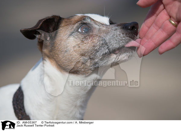 Jack Russell Terrier Portrait / Jack Russell Terrier Portrait / AM-05367