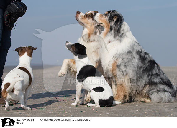 Hunde / dogs / AM-05381