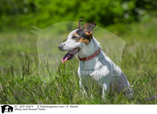 sitting Jack Russell Terrier / SST-16474