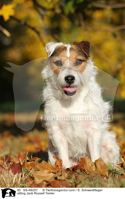 sitting Jack Russell Terrier / SS-48257