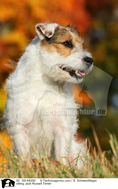 sitting Jack Russell Terrier / SS-48290